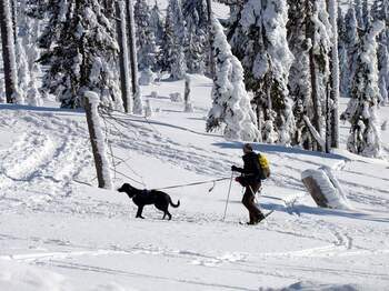 Ein Wanderer mit Hund bewegt sich durch eine tief verschneite Winterlandschaft im Bayerischen Wald.